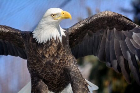 15 Reasons the Bald Eagle Is More Than Just a Symbol