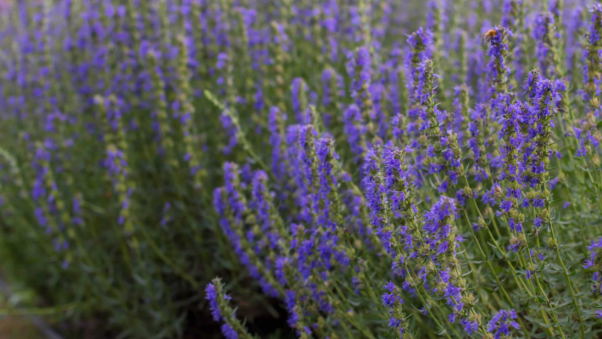 Purple Hyssop flowers in the summer garden.