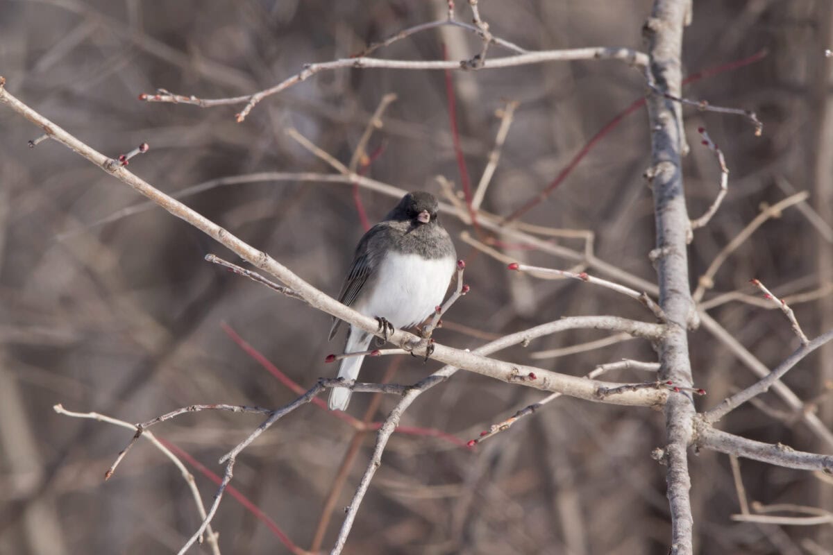 Dark eyed junco.