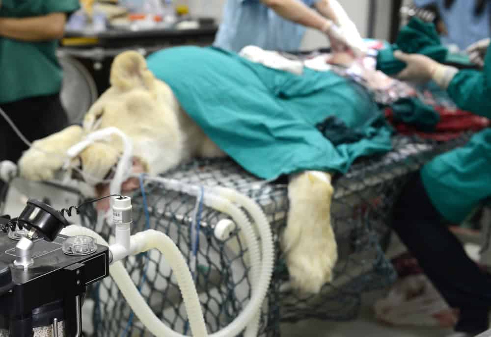 lion at vet