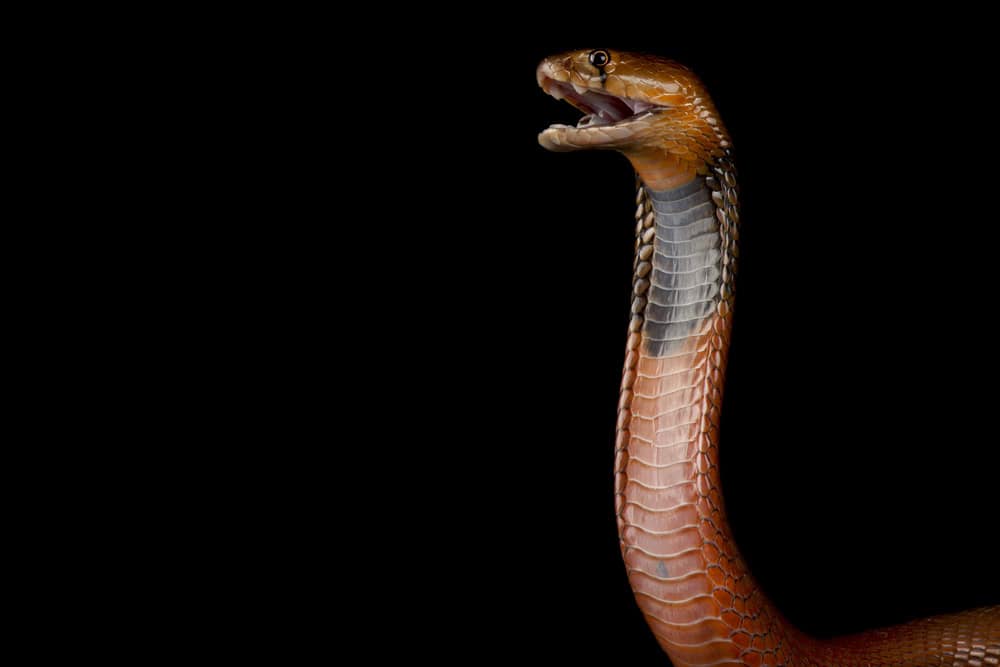 Attacking red spitting cobra