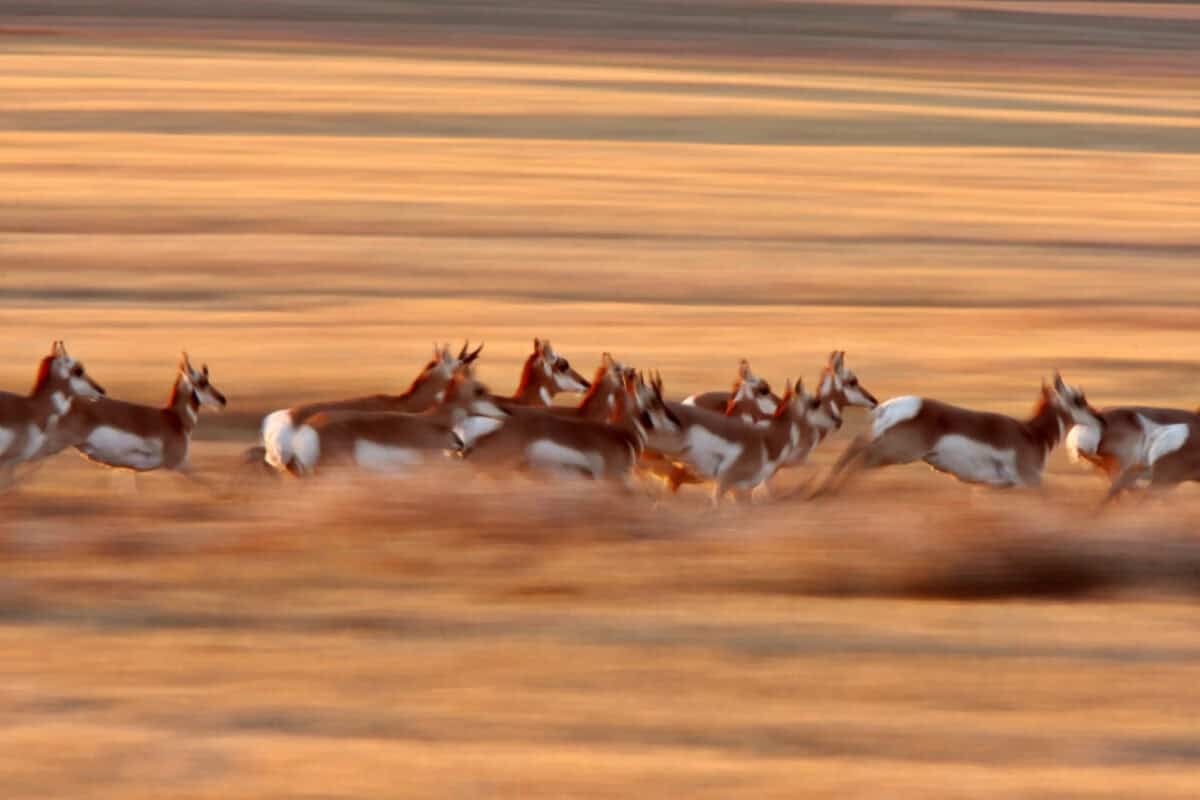 Pronghorn Antelope