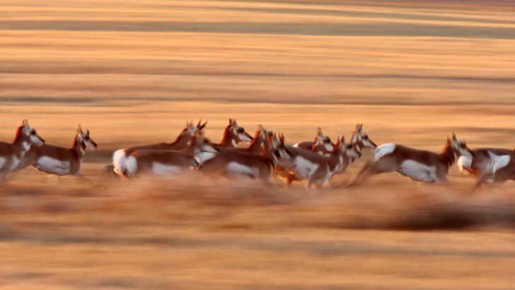 How Animals Use Speed to Survive in the Wild