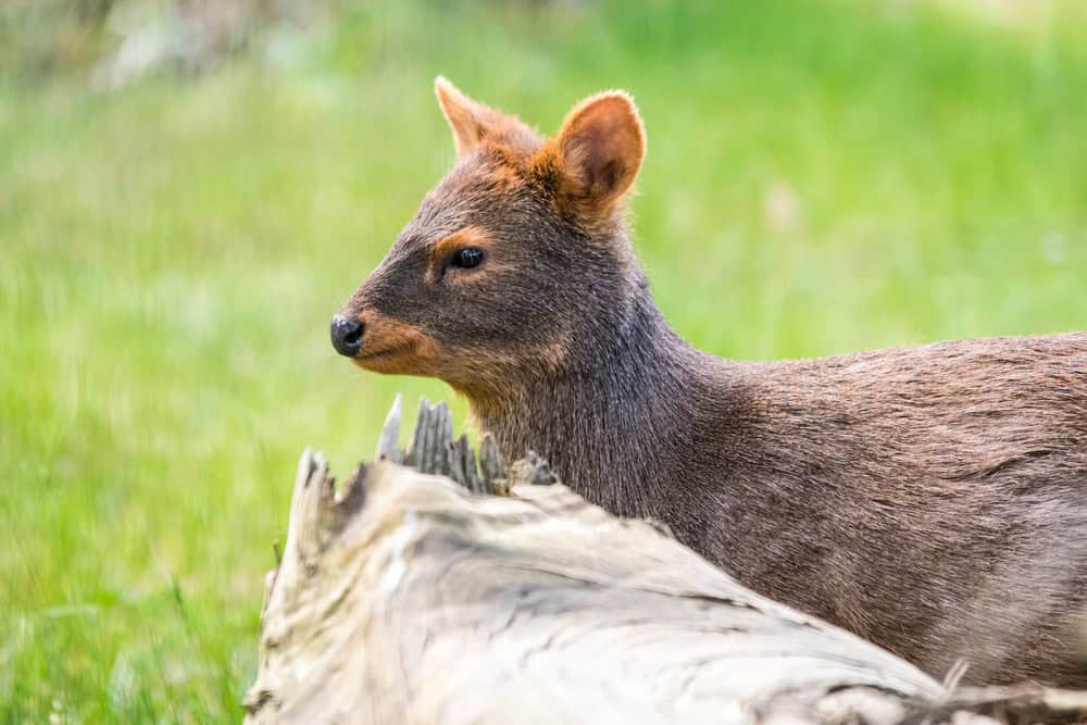 Chilean Pudu - Pudu puda is walking in Latvian zoo.