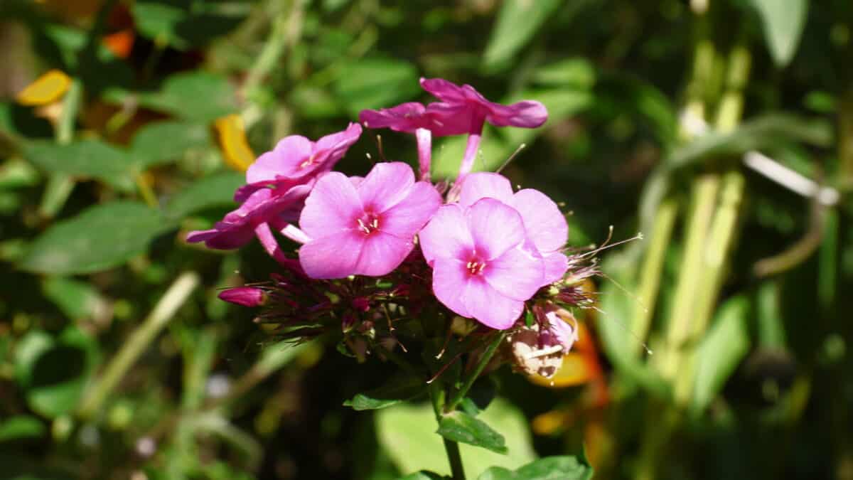 Petunias.