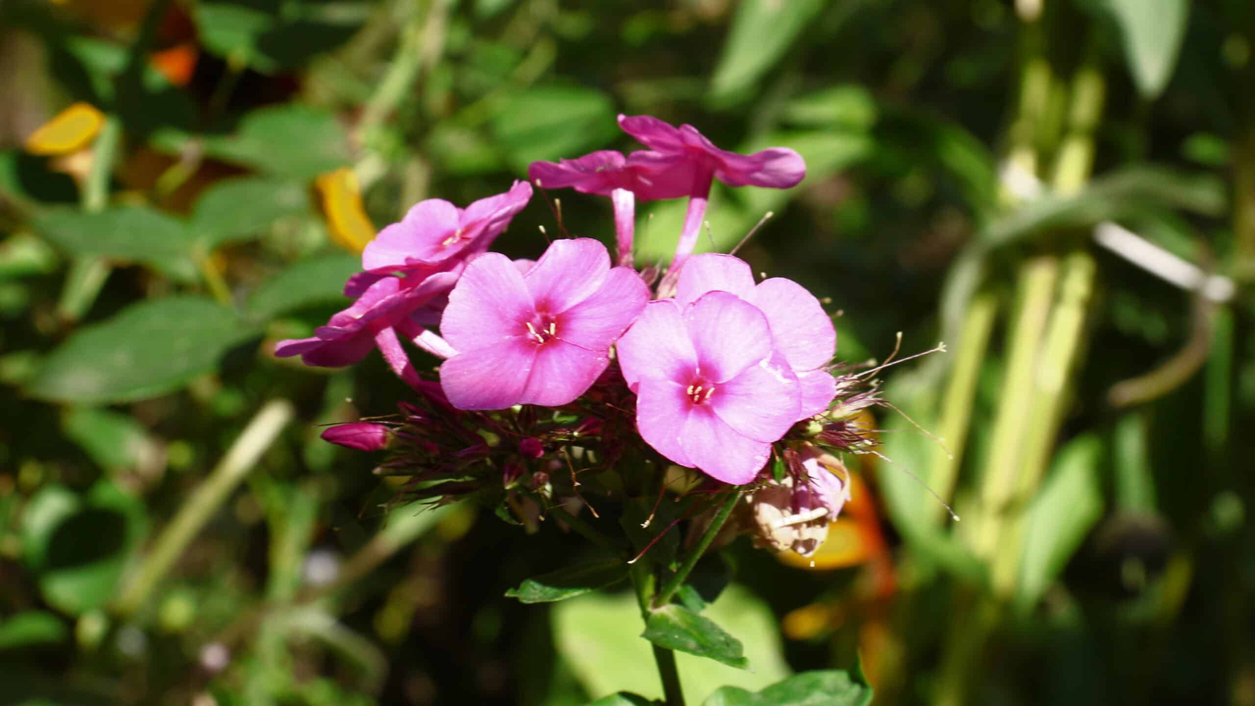 Petunias.