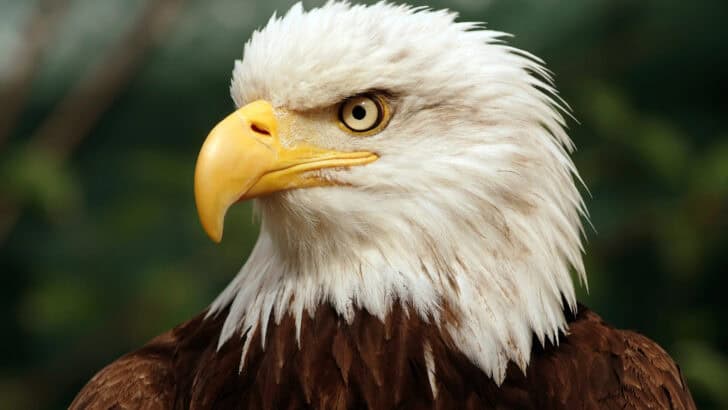 USA’s Best Wildlife Conservation Success Stories