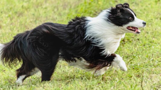 The Best Ways to Keep Your Dog Happy