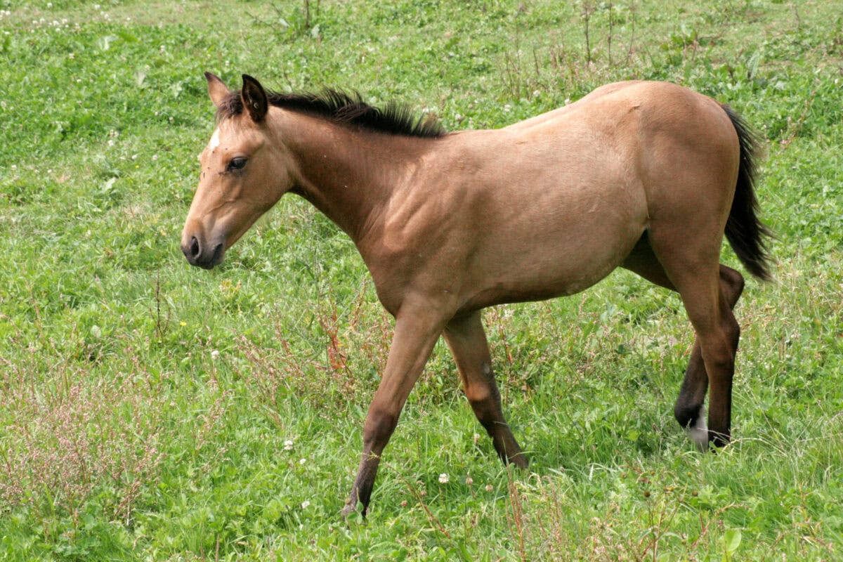 A closeup shot of a horse in the field.