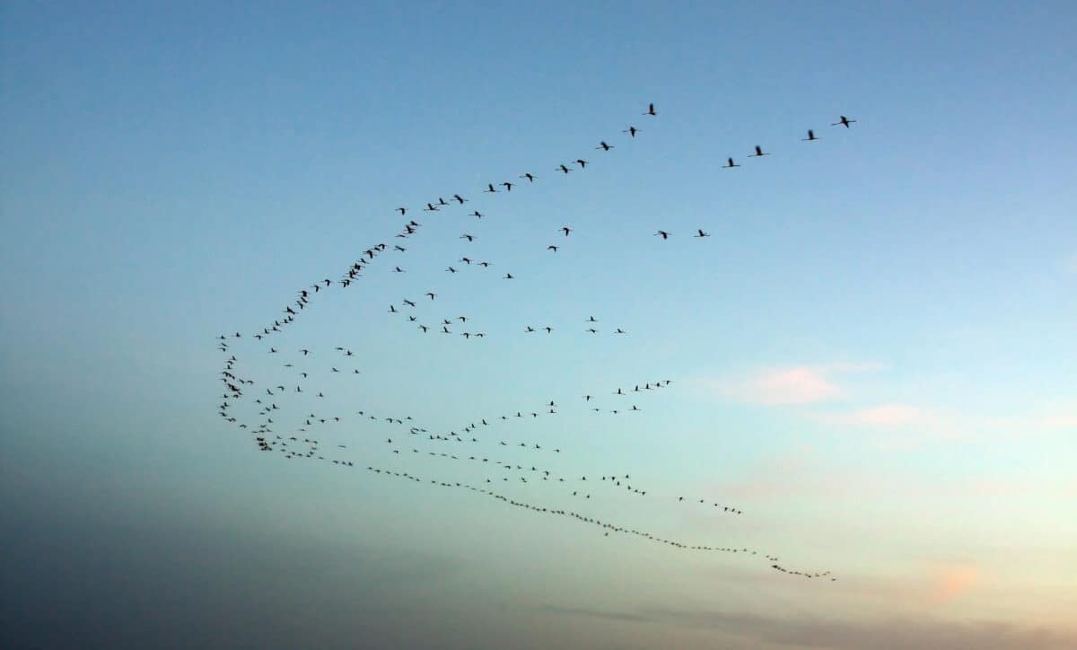 Migration at sunset.