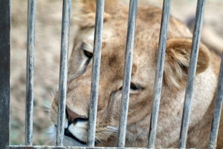 Recent Wildfires, Illegal Wildlife Trade, and Neglect Lead to the Heartbreaking Loss of Three Lions in the Western Cape