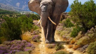 African elephant in wildlife