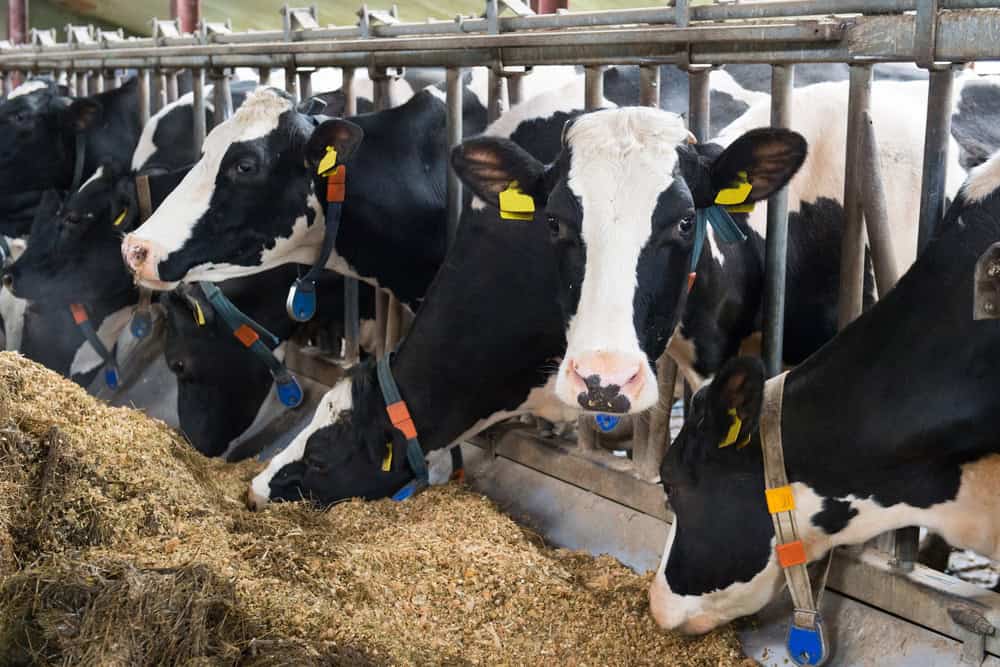 mega cattle farm