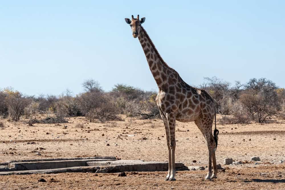 Angolanische Giraffe