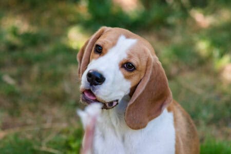 Finding the Perfect Dog for Families With Small Children