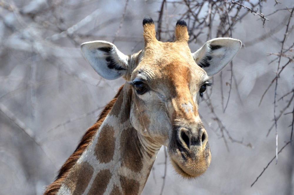 Portrait of a giraffe, Etosha National Park