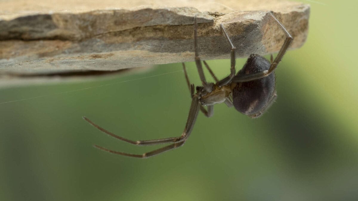 Long-legged female false widow spider