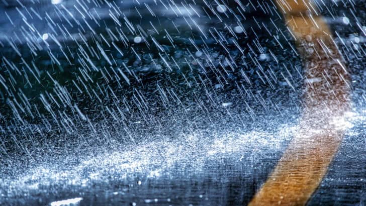 The Role of Extreme Weather in Shaping Animal Evolution