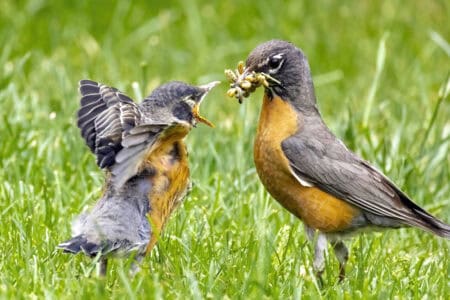 15 Birds With the Most Beautiful Songs