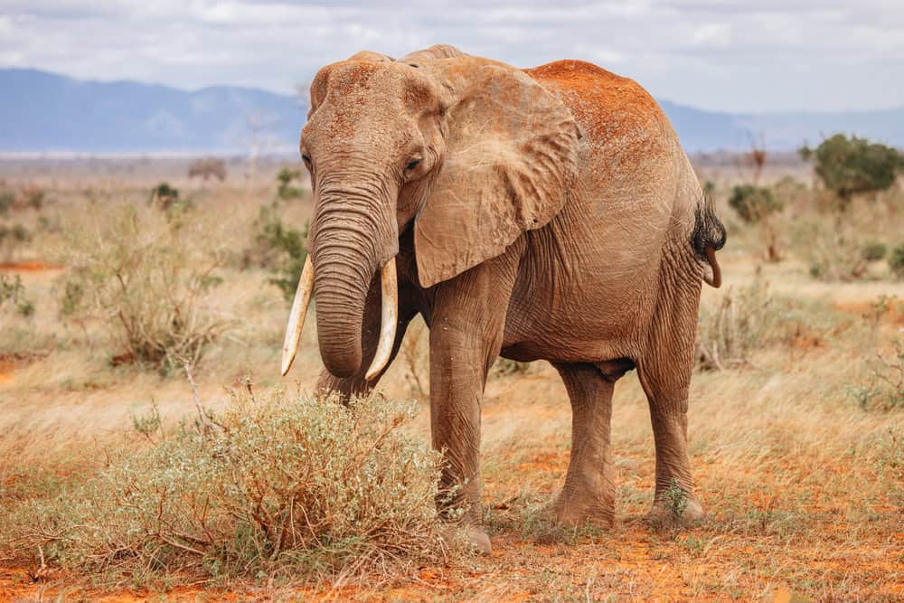 Éléphant d'Afrique dans la nature sauvage du Kenya