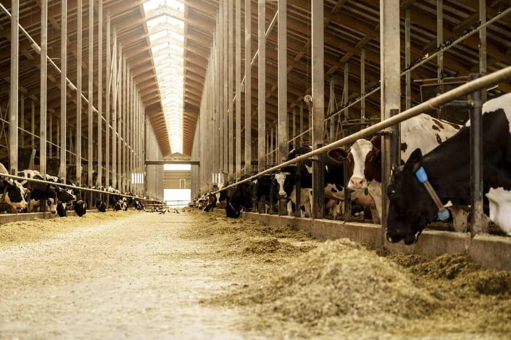 mega cattle farm