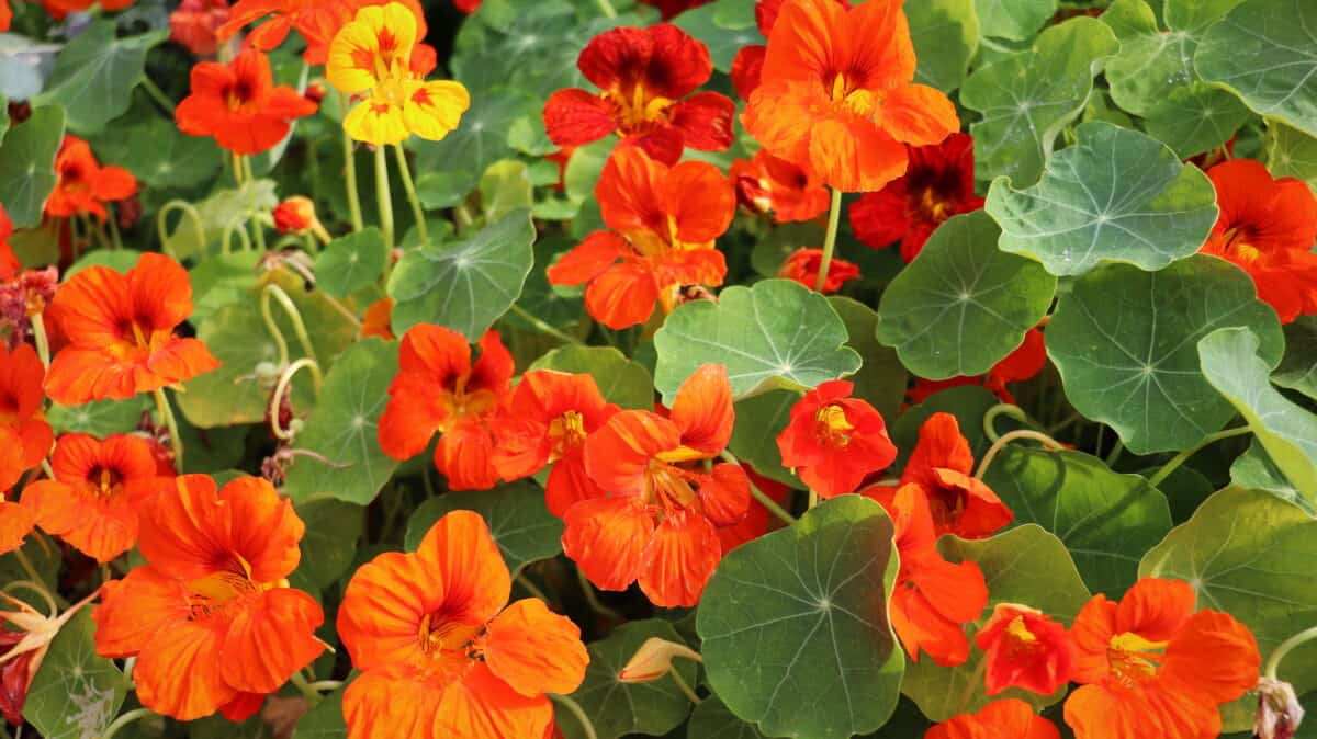 Nasturtium flowers in the garden in spring.