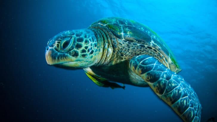 10 Animals That Can Change Their Gender