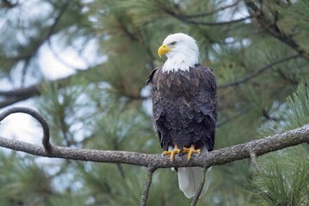 10 Myths About Bald Eagles Busted by Wildlife Experts