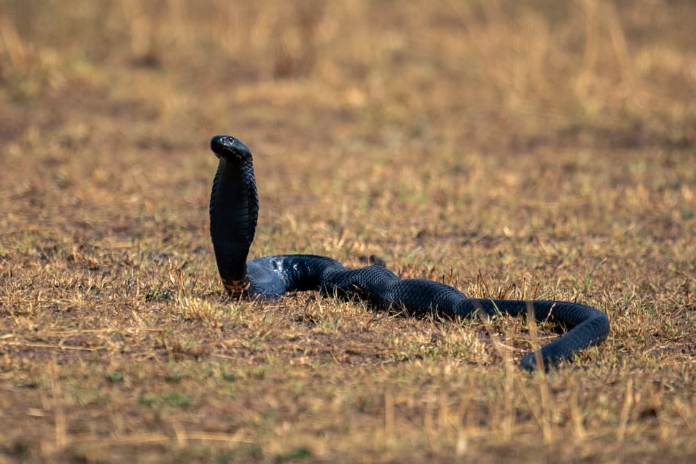 Black-necked spitting cobra lifting head off grass
