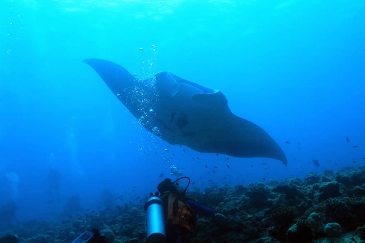 Manta Ray over reef. Image by Andaman via Depositphotos.
