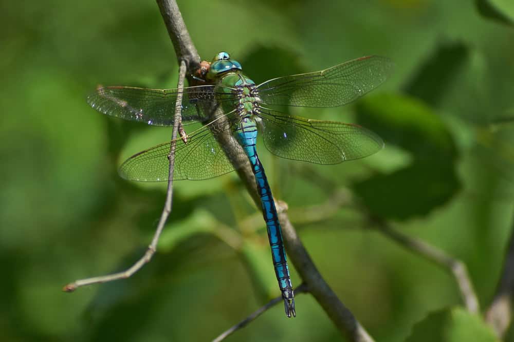 Blaue Libelle auf einem Zweig und frisst gefangene Zikade