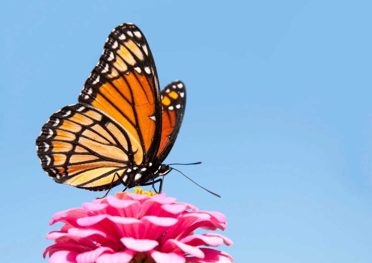 Monarch butterfly.