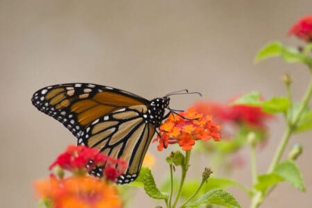 How to Attract Rare Butterflies to Your Garden Naturally