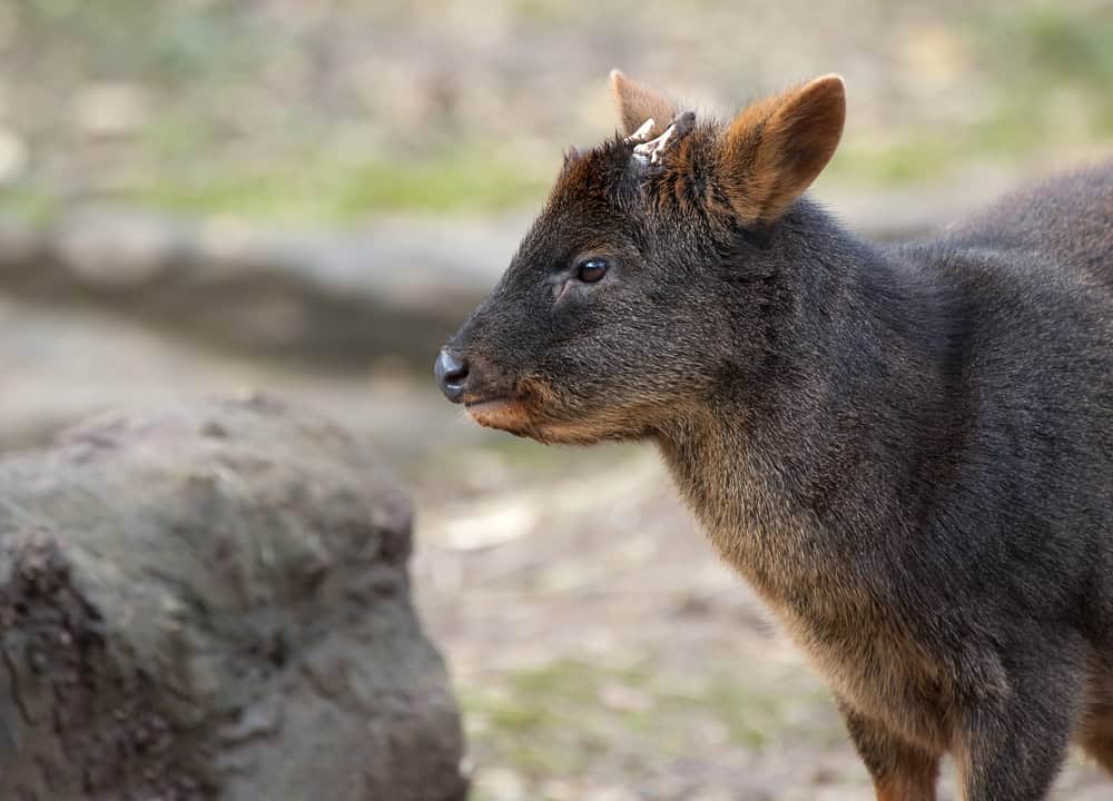 Close-up of a pudu.