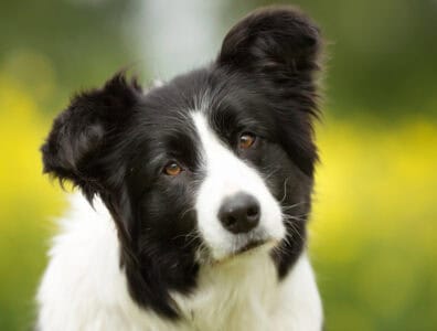 10 Breeds That Love Adventures &mdash; And 6 That Prefer Home