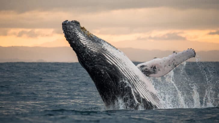 Microscopic Answers to a Whale of a Problem