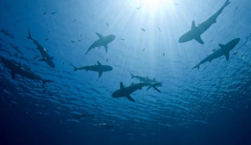 What Happens If Sharks Stop Migrating?