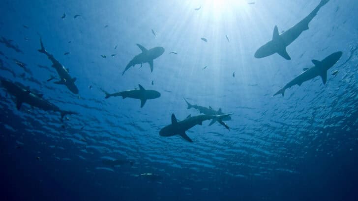 What Happens If Sharks Stop Migrating?
