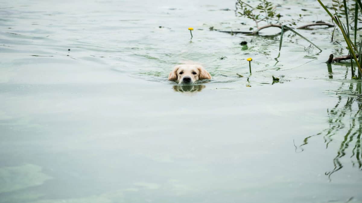 Golden Retriever swims in a pond.