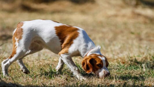 11 Effective Tick Remedies for Your Dog