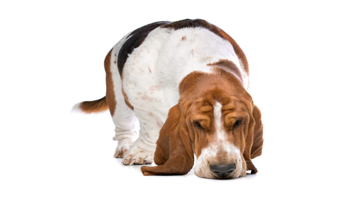 Basset hounds have a great scent of smell.