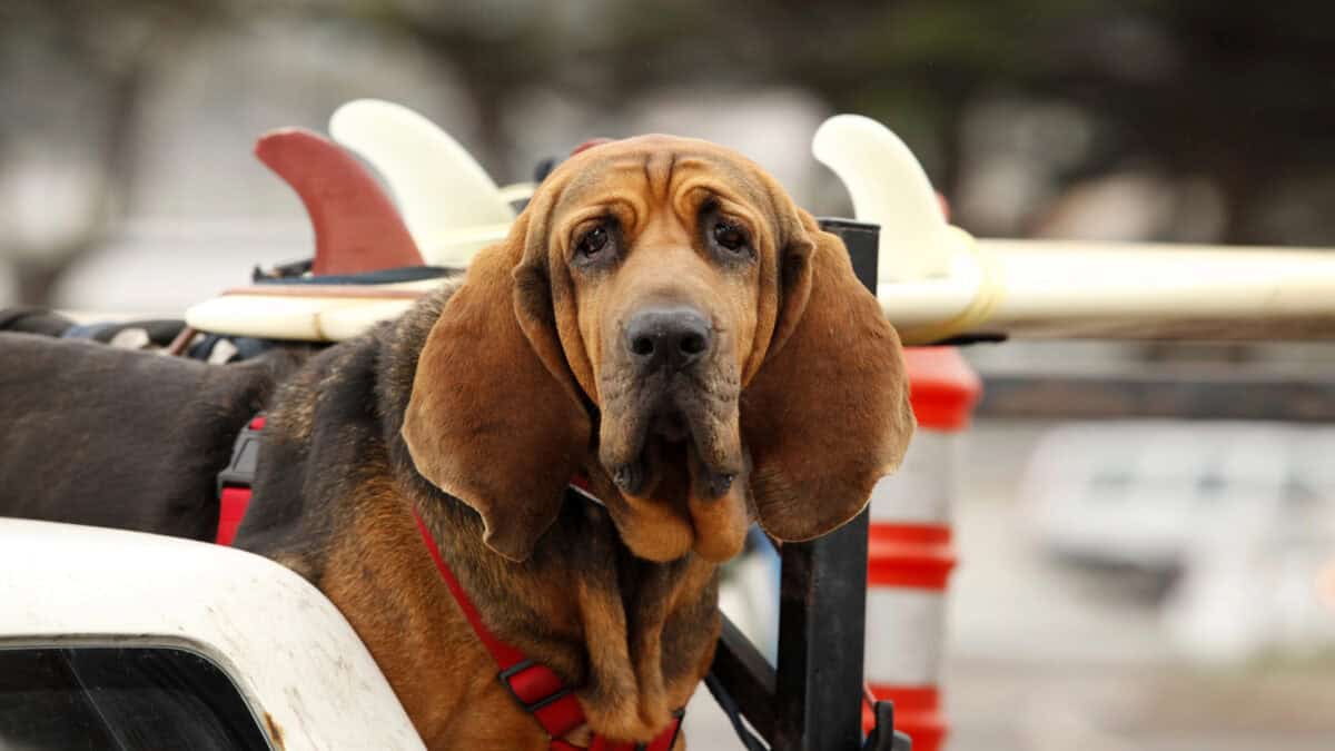 Bloodhound in a car.
