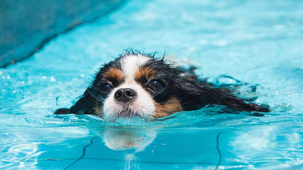 Cavalier Spaniel in the pool.