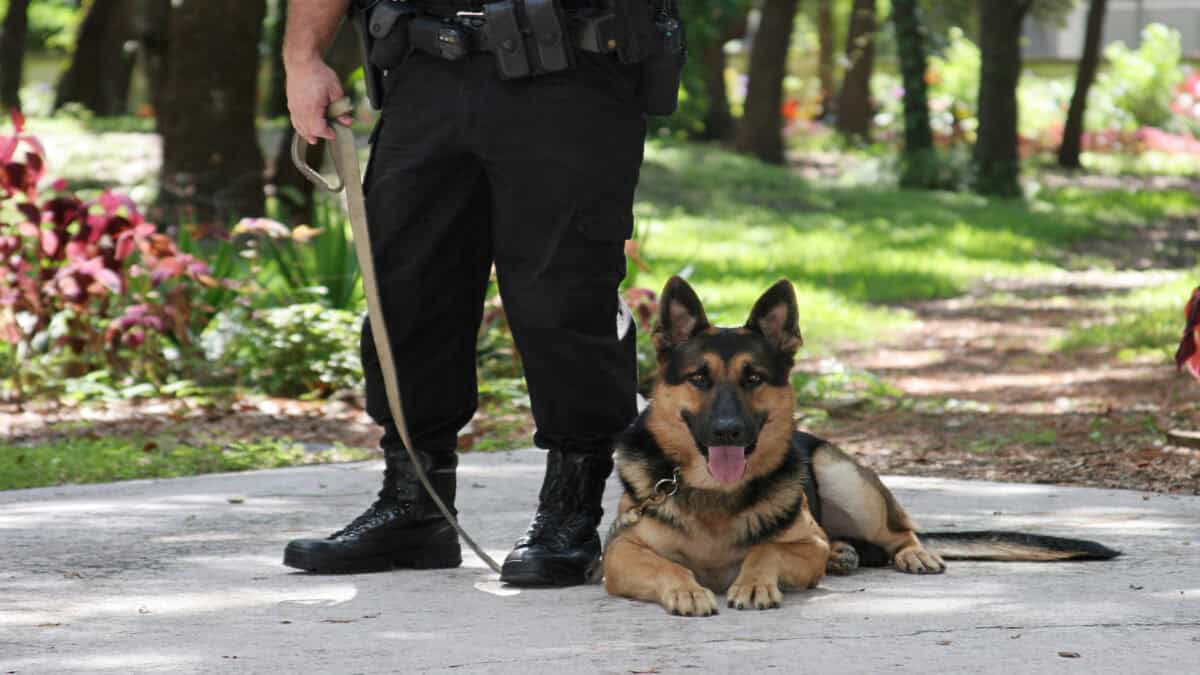 A police officer and his police dog.