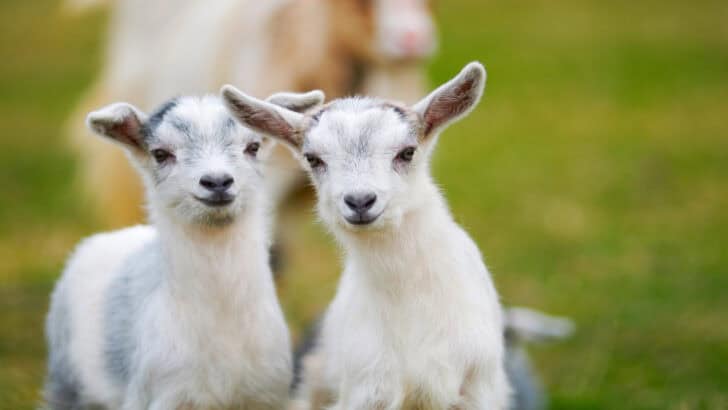 Baby Goats Bounce Just for the Joy of It