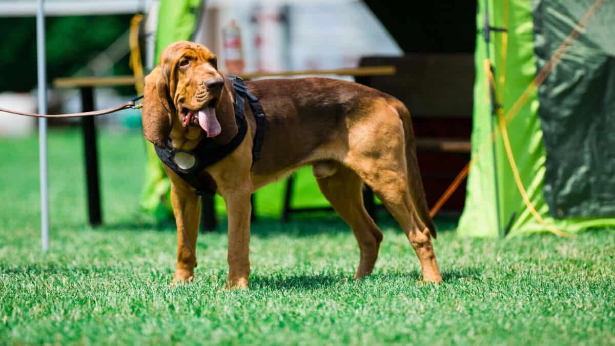 Bloodhound dog on a leash.