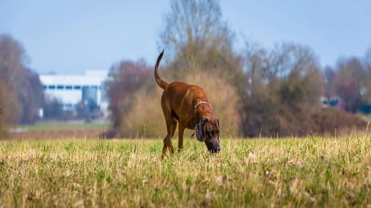 Sniffer dog in a meadow.