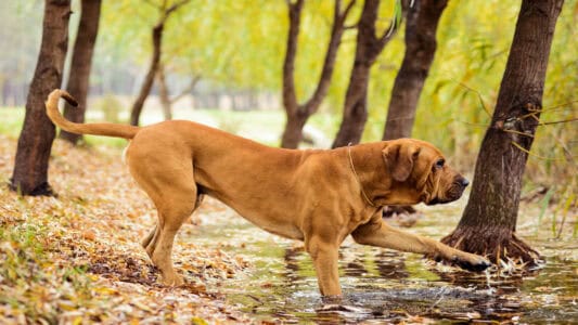 12 Dogs That Turn on Their Owners When Poorly Trained