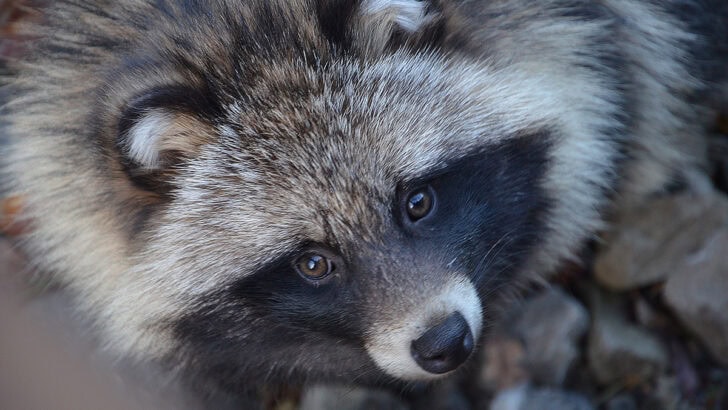 What is a Tanuki and 8 Fascinating Facts About Them