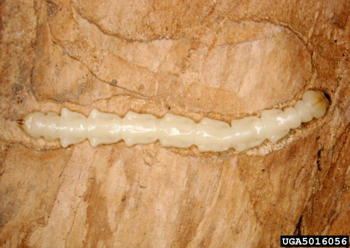 Larvae of Emerald Ash tree borer.